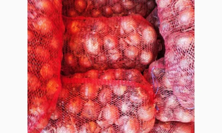 Продаж Цибули Гуртом, Сорт Легенд - фото № 3