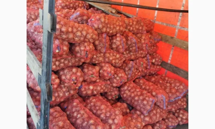 Продаж Цибули Гуртом, Сорт Легенд - фото № 4