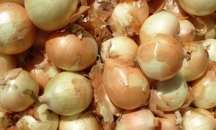Продаж цибулі 2 сорт оптом - фото № 1