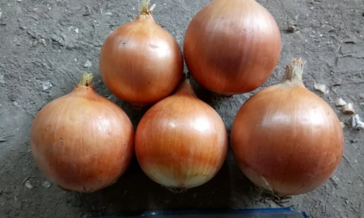 Продаж цибулі ріпчастої оптом - фото № 1