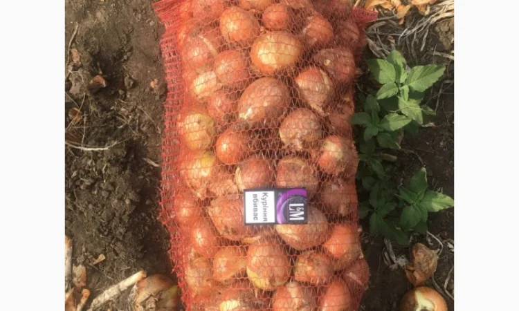 Продаж товарної цибулі оптом - фото № 1