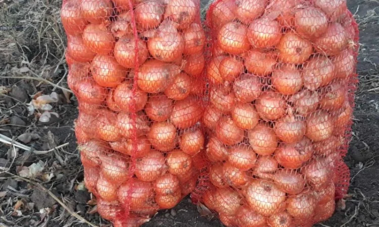 Продаж цибулі оптом у Вінниці - фото № 1