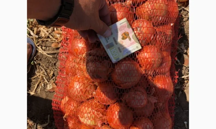 Продаж цибулі оптом - фото № 1