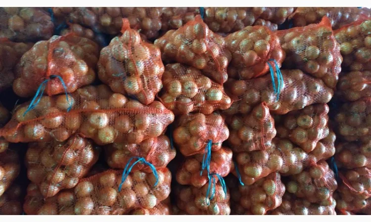 Цибуля товарна оптом - фото № 1