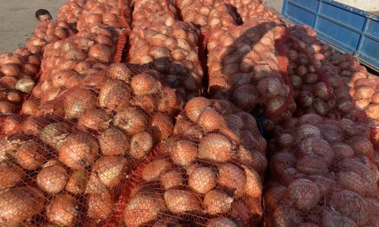 Пропоную якісну цибулю оптом - фото № 1