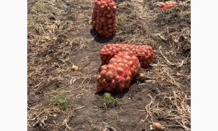 Якісна цибуля на продаж оптом - фото № 1