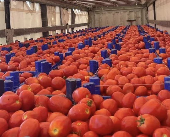 Продаю лук опт кенди медуза огурцы корнишон помидор бобкат хапинет слива и персик - фото № 5