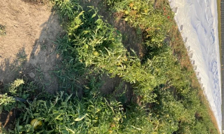 Продаю лук опт кенди медуза огурцы корнишон помидор бобкат хапинет слива и персик - фото № 6