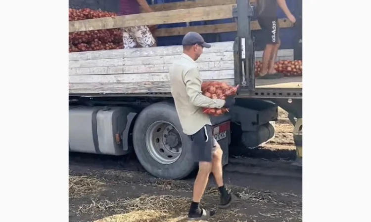 Продаю лук опт кенди медуза огурцы корнишон помидор бобкат хапинет слива и персик - фото № 1