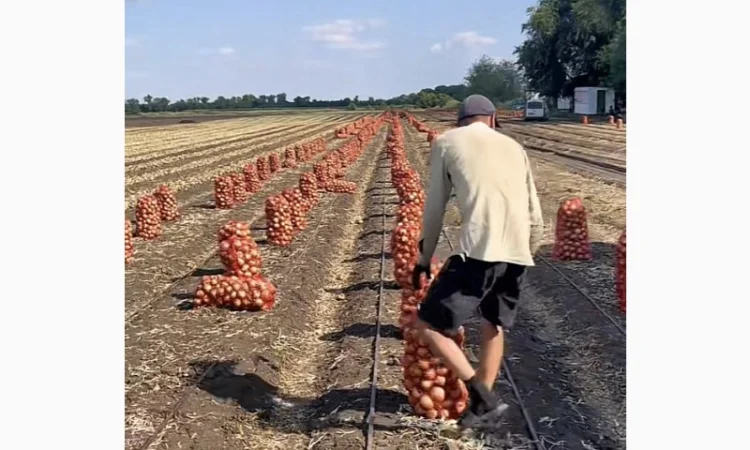 Продаю лук опт кенди медуза огурцы корнишон помидор бобкат хапинет слива и персик - фото № 2