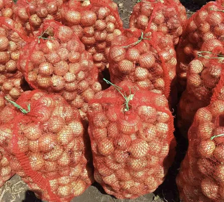 Продаю лук опт кенди медуза огурцы корнишон помидор бобкат хапинет слива и персик - фото № 3