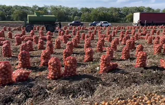 Продаю лук опт кенди медуза огурцы корнишон помидор бобкат хапинет слива и персик - фото № 4
