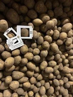 Цибуля з Польщі гуртом 12 грн FCA - фото № 2