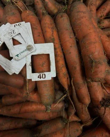 Цибуля з Польщі гуртом 12 грн FCA - фото № 3