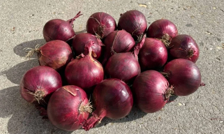 Продаж червоної цибулі - фото № 1