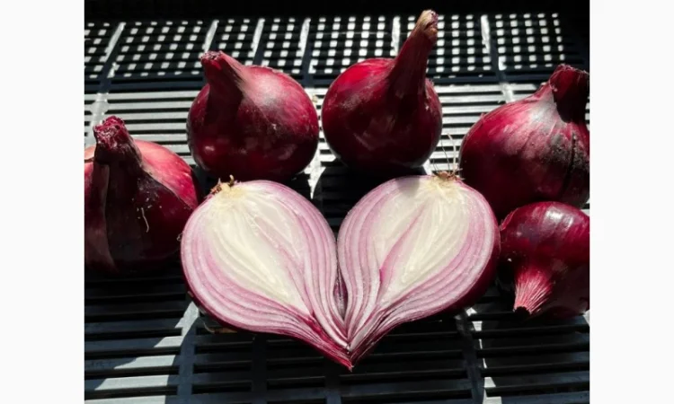 Продаж червоної цибулі - фото № 2