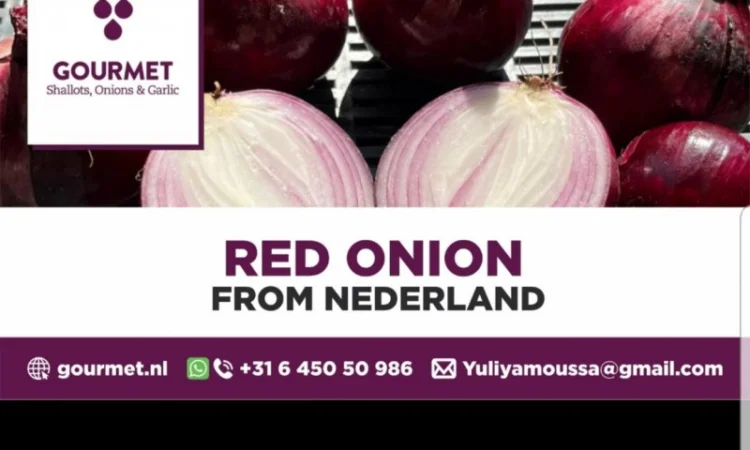 Продаж червоної цибулі - фото № 3