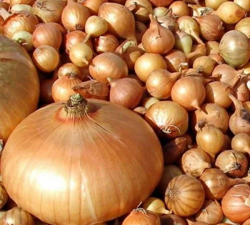 Продаж лука севка - фото № 1