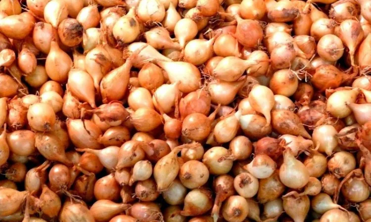 Лук севок ОЗИМЫЙ - фото № 2