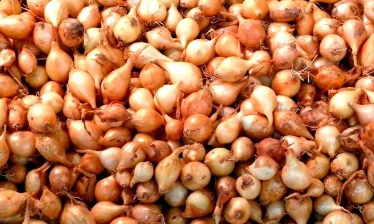 Лук-севок різних коллібрів на продаж - фото № 1