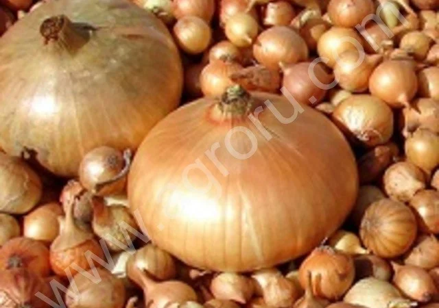 Лук севок різних сортів - фото № 1