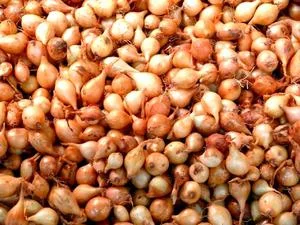 Продаж лука-севка будь-якого розміру - фото № 1