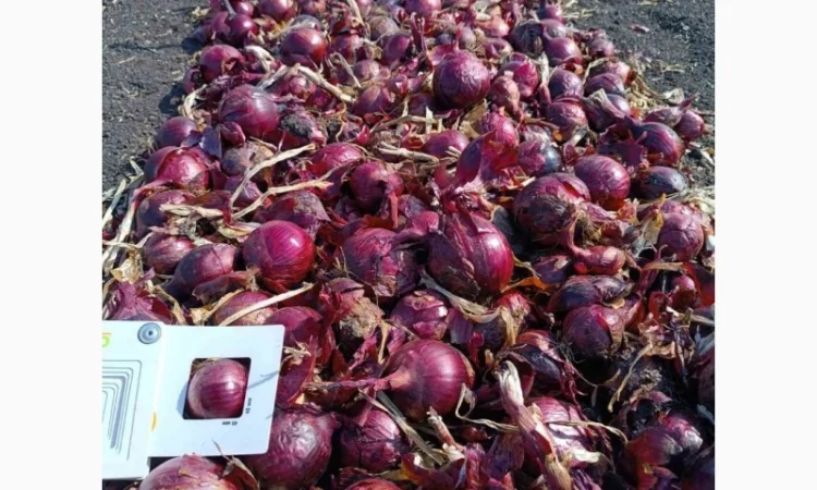 Продаж синього лука - фото № 2