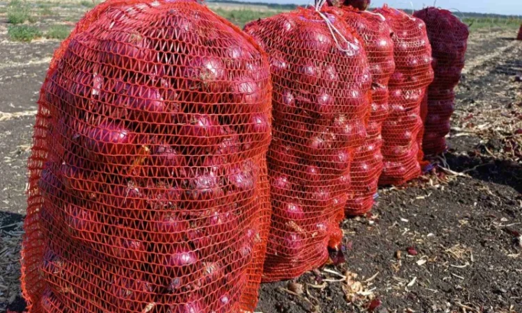 Продаж синього лука - фото № 3