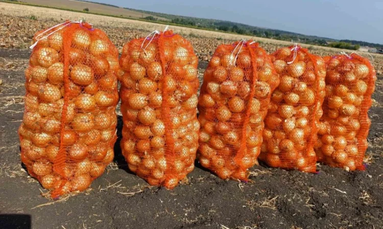 Продаж лука сорту братко - фото № 2