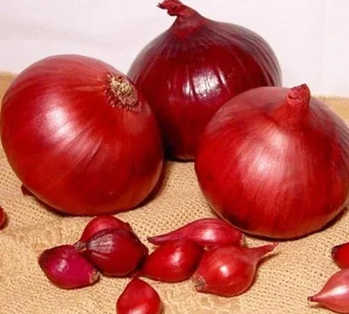 Продаём лук севок на постоянной основе - фото № 5