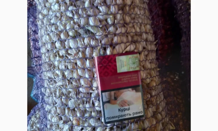 Продаём лук севок на постоянной основе - фото № 6