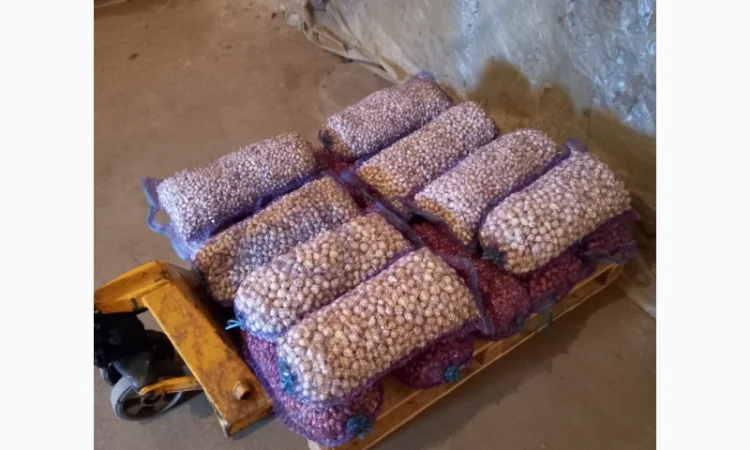 Продаж лука севка - фото № 8