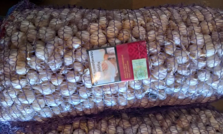 Продаём лук севок на постоянной основе - фото № 7