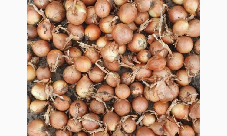 Продається цибуля сорт Саброссо - фото № 1