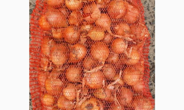 Продається цибуля сорт Саброссо - фото № 5