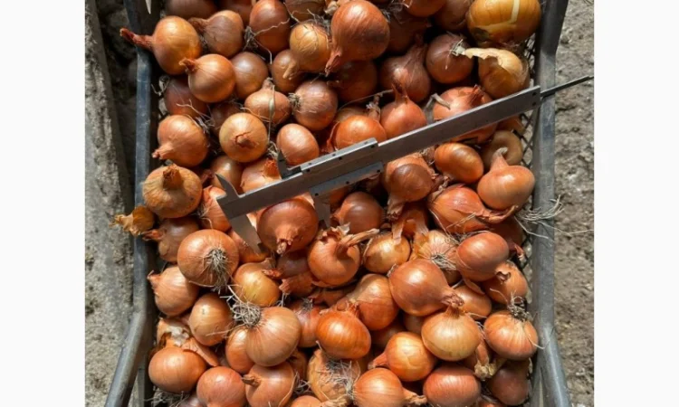 Терміново купимо овочі оптом/фрукти/ягоди - фото № 1