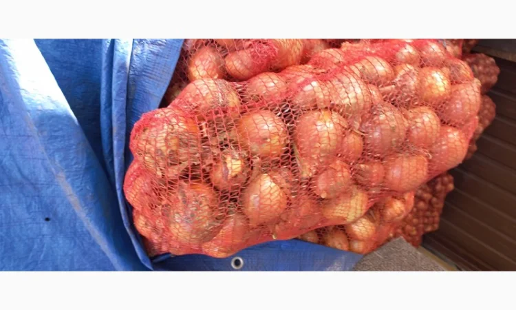 Продаж цибулі сорт ДАЙТОНА F1 та БАНКО - фото № 2