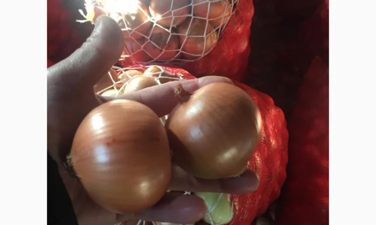 Оптовая продажа качественного лука из Турции - фото № 5