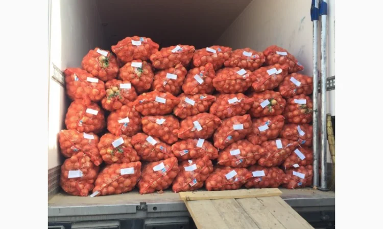 Лук репчатый манас из Казахстана - фото № 1