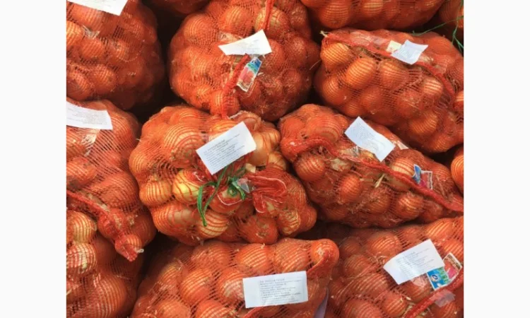 Лук репчатый манас из Казахстана - фото № 2