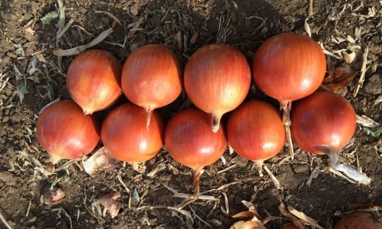 Продажа товарного лука из Казахстана - фото № 1