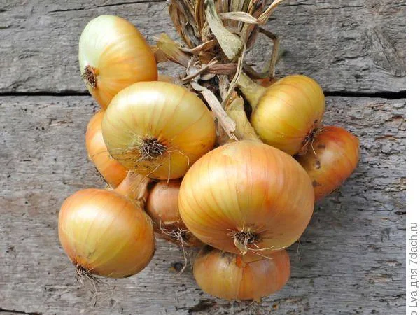 Шукаємо постачальників цибулі по всій Україні від 10 тон - фото № 1