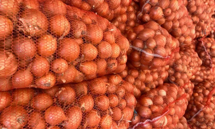 Лук (молдавский) - фото № 4