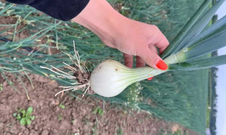 Цибуля молода Трой - фото № 1