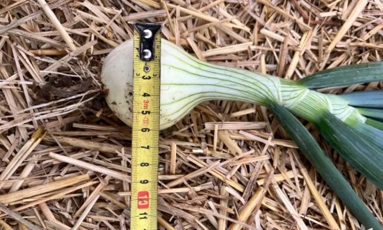 Цибуля молода Трой - фото № 2