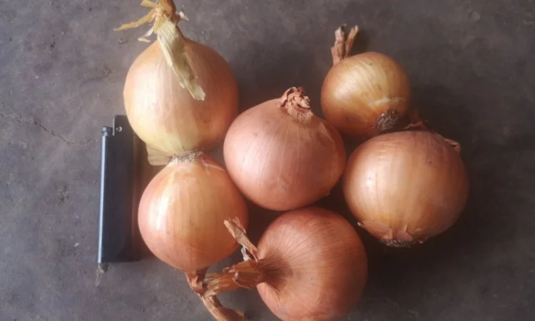 Продаю лук оптом - фото № 1