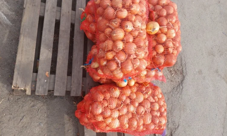 Продам лук Киев - фото № 2