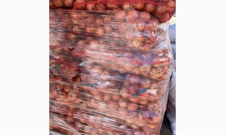 Продаю лук сорт штутгарт - фото № 1