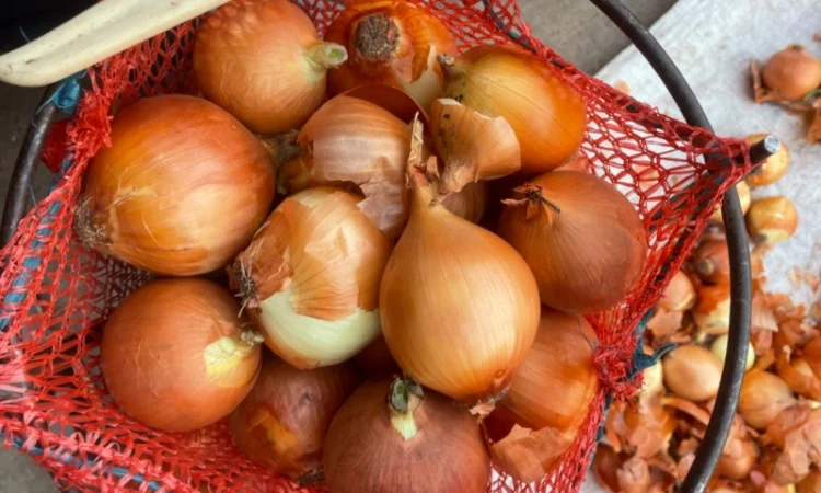 Продаю лук сорт штутгарт - фото № 9