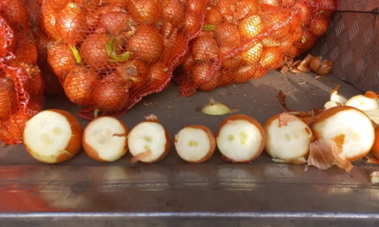 Продаю лук сорт штутгарт - фото № 10